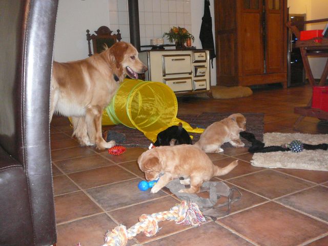 Mit Willi spielen